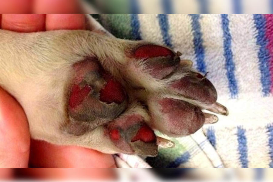 Netzfund: Hundepfote verbrannt